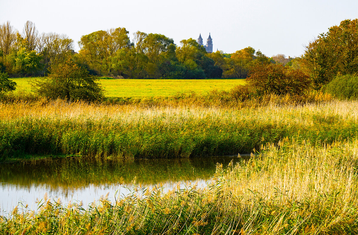 Auenland und Auenwald Mittelelbe bei Bitterfeld-Wolfen erinnert an Tolkiens Mittelerde Auenland und Auenwald Mittelelbe bei Bitterfeld-Wolfen erinnert an Tolkiens Mittelerde